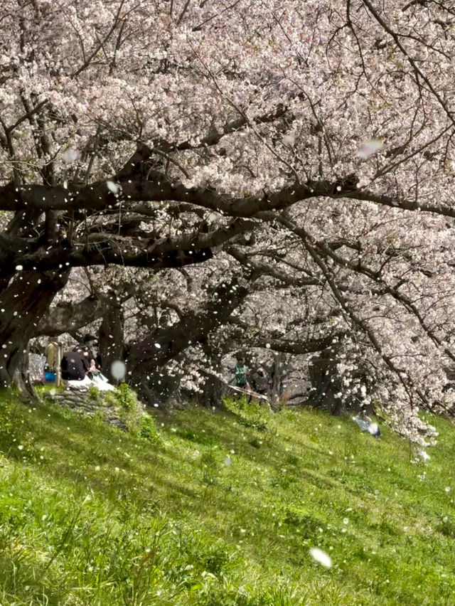 佐保川 (Saho River) – A Hidden Gem of Cherry Blossoms in Kansai