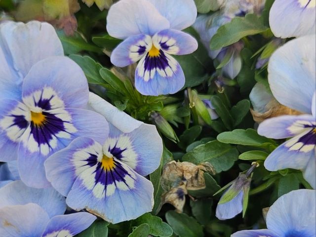 Beautiful flowers at Shanghai Disneyland Hotel