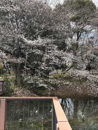 "Petals in the Wind: Japan’s Enchanted Sakura Season"