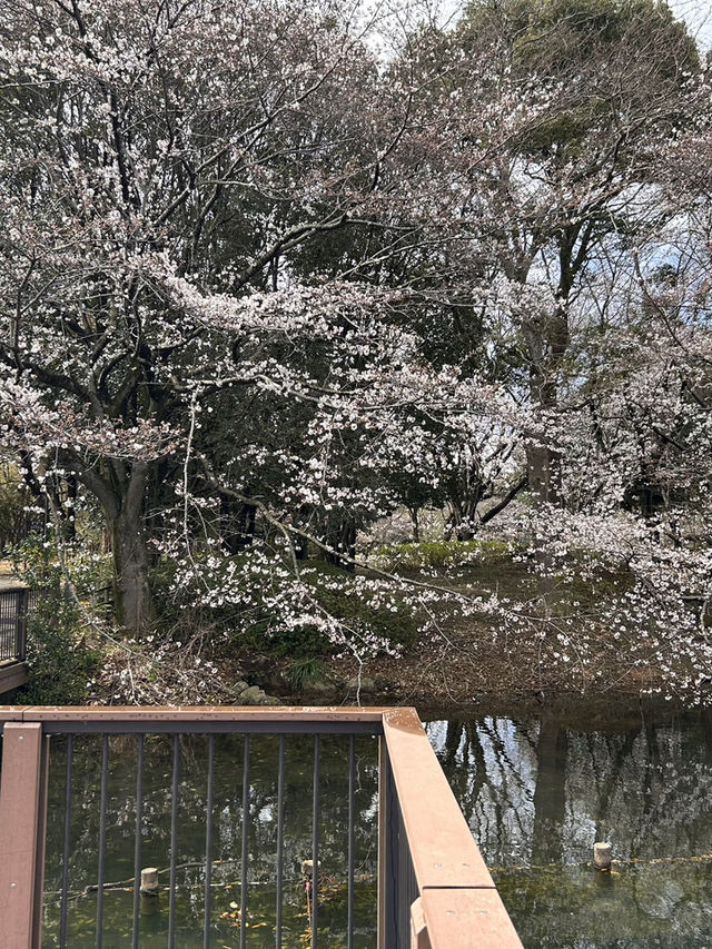 "Petals in the Wind: Japan’s Enchanted Sakura Season"