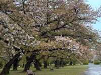 小石川植物園，東京大學附屬的賞櫻秘境