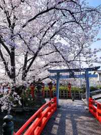 Rokusonno Shrine: Kyoto’s Hidden Sakura Sanctuary