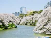 🌸 Blossom Bliss at Chidorigafuchi: Sakura, Snacks & Secret Spots! 🌸