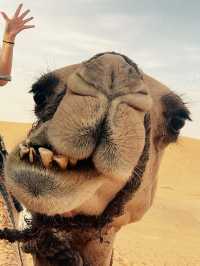 サハラ砂漠🏜️ ラクダに乗ろう〜🐫🏜️💕🇲🇦