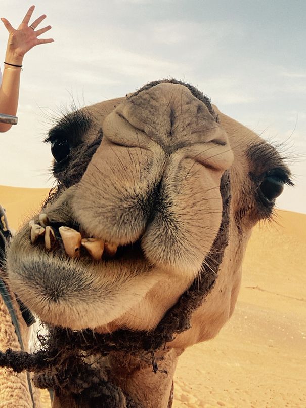 サハラ砂漠🏜️ ラクダに乗ろう〜🐫🏜️💕🇲🇦