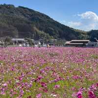 🇯🇵【愛媛県】宇和島市美間町のコスモスまつり！(^^)