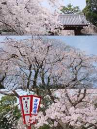 A Visit You’ll Regret Missing! Daigo-ji Temple in Kyoto is a True Cherry Blossom Paradise 🌸