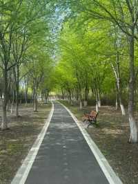 Whispers of Spring: Cherry Blossoms Along the Yitong River