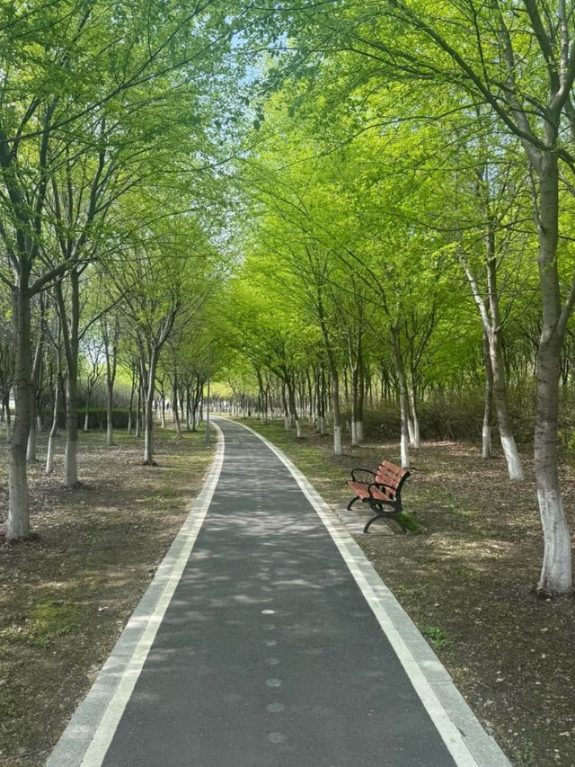Whispers of Spring: Cherry Blossoms Along the Yitong River