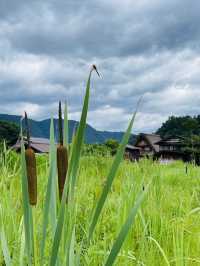 Summer in Shirakawago: Where Time Slows Down and Dreams Feel Real