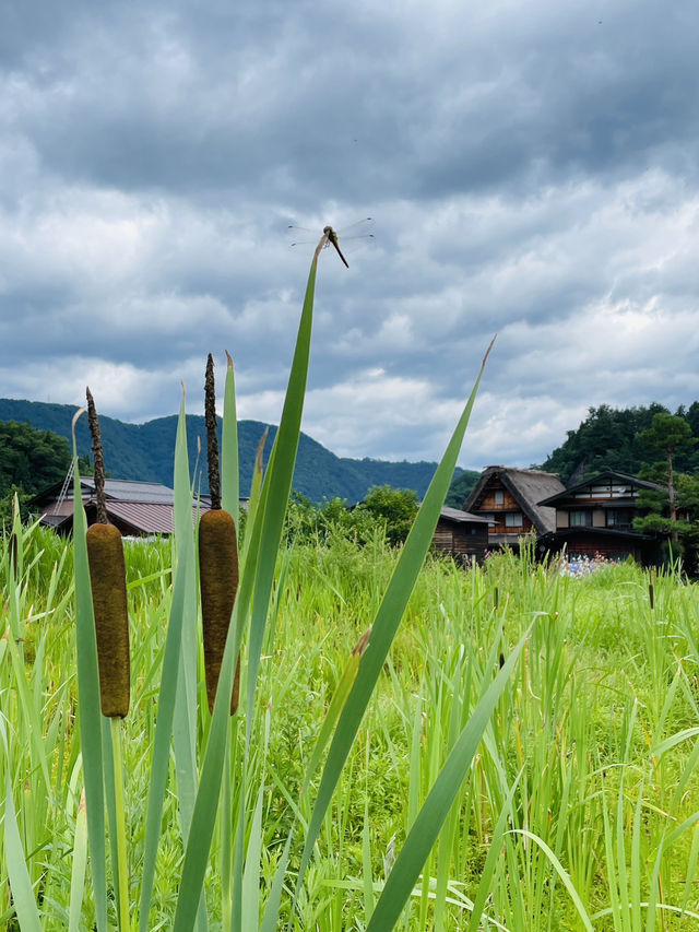 Summer in Shirakawago: Where Time Slows Down and Dreams Feel Real