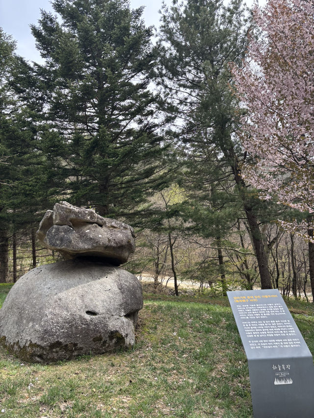 효도관광으로 가기 좋은 강원도 여행 코스⭐️