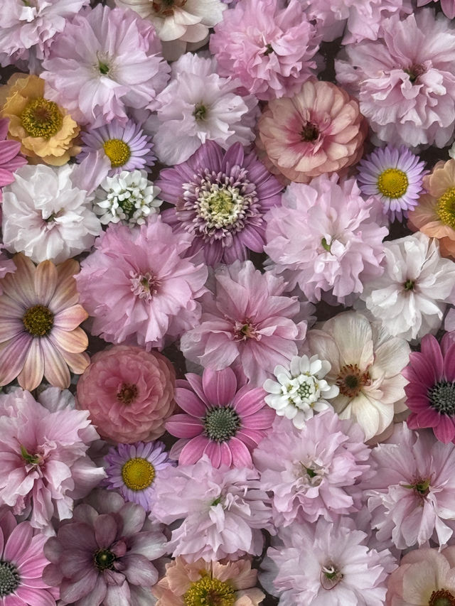 足利フラワーパーク🌼四季折々の絶景が楽しめる癒しスポット🪻💐