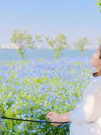 Nemophila-Công viên ven biển Maishima