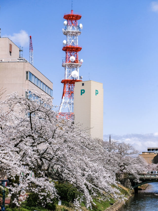 🌸พาชมซากุระสวยๆริมคลอง Matsukawa เมืองโทยาม่า