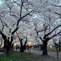 A romantic city in bloom (Morioka)