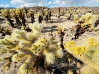 Cholla Cactus Garden – Joshua Tree NP, CA