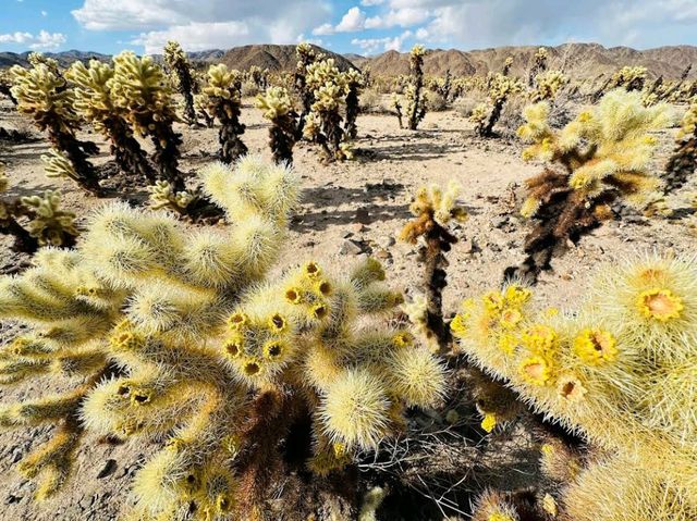 Cholla Cactus Garden – Joshua Tree NP, CA