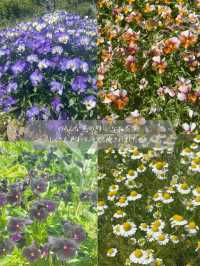 茨城でも綺麗な藤の花、つつじが見れる💐いばらきフラワーパーク