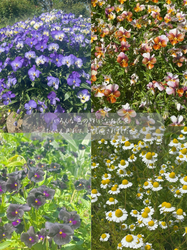 茨城でも綺麗な藤の花、つつじが見れる💐いばらきフラワーパーク