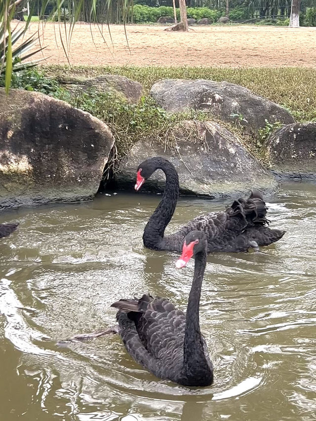 Hidden Gems Theme Park+SAFARI in Hoi An 