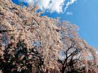 仙台市中心賞櫻好去處---榴岡公園，白天晚上都很夢幻！