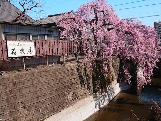 仙台賞櫻：糖果老店「石橋屋」的粉紅枝垂櫻