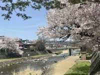 櫻花與金鯱相映：名古屋城的春日饗宴🌸