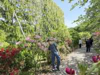 My Ashikaga Seasonal May 2025 Wisteria Story 