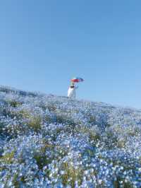 茨城県　ネモフィラとチューリップ