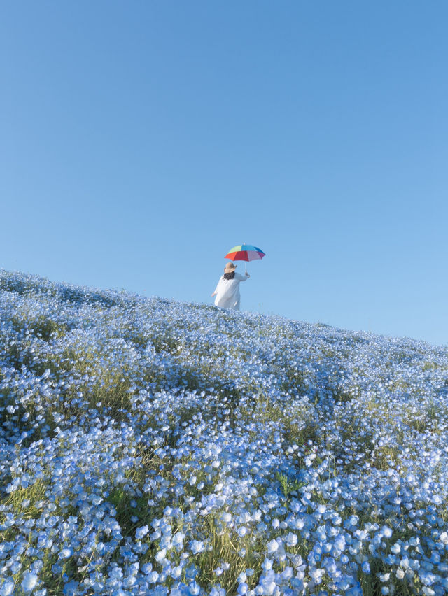 茨城県　ネモフィラとチューリップ