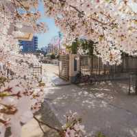 Japan – Where Trains Glide Through Pink Seasons