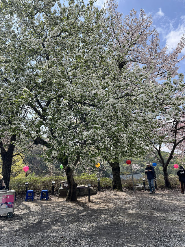 겹벚꽃보러 각원사로 오세요