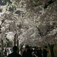 Picnic Beneath Petals: Yeouido Park, Seoul