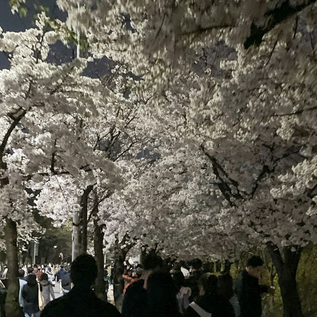 Picnic Beneath Petals: Yeouido Park, Seoul