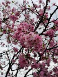 Blooming into Spring at Guangzhou’s Hidden Gem