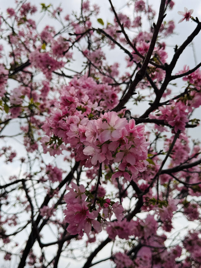 Blooming into Spring at Guangzhou’s Hidden Gem