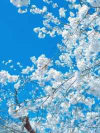 Where Sand Art Meets Sakura – Kotohiki Park’s Spring Surprise