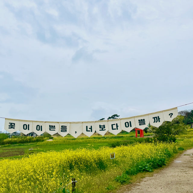 바다와 유채꽃을 함께 볼 수 있는, 슬도 유채꽃밭