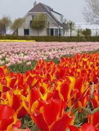 Tulips in Lisse: A Stunning Springtime Spectacle