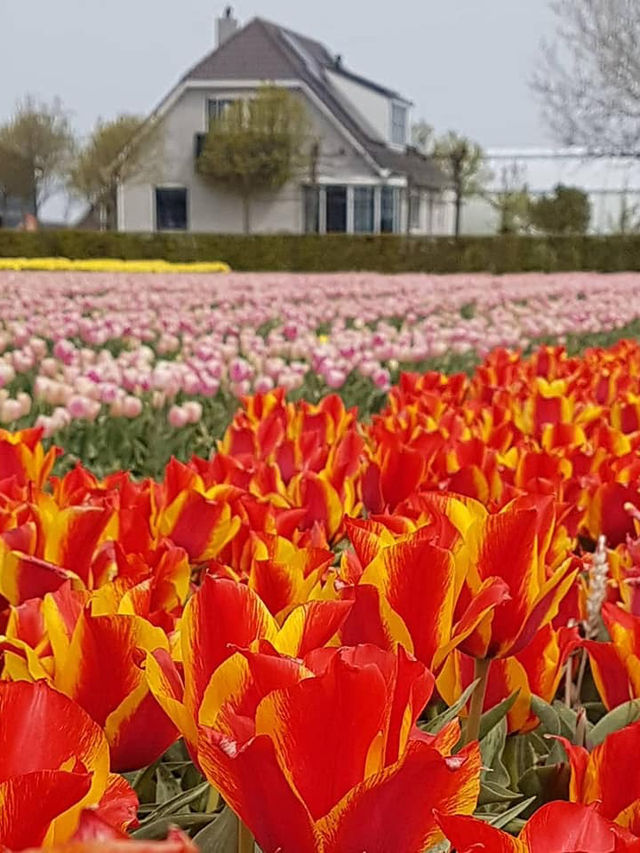 Tulips in Lisse: A Stunning Springtime Spectacle