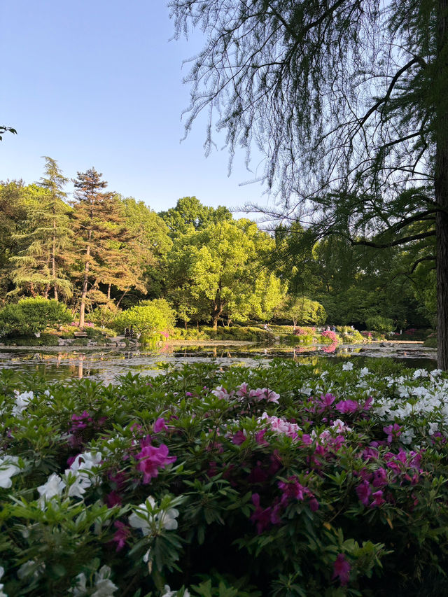 เดินเล่นใน Hangzhou Botanical Garden