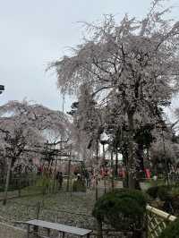 🌸【枝垂櫻與靜心古寺的邂逅】春日私藏景點：水戶大師六地藏寺一日小旅行