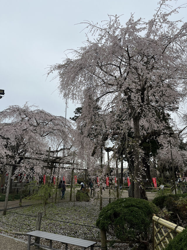 🌸【枝垂櫻與靜心古寺的邂逅】春日私藏景點：水戶大師六地藏寺一日小旅行