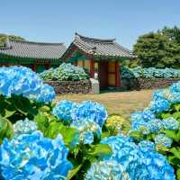 一歩進むごとに、色が変わるチェジュの紫陽花ロード。