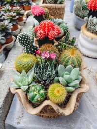 Little pricks heaven at Cactus Point 🌵