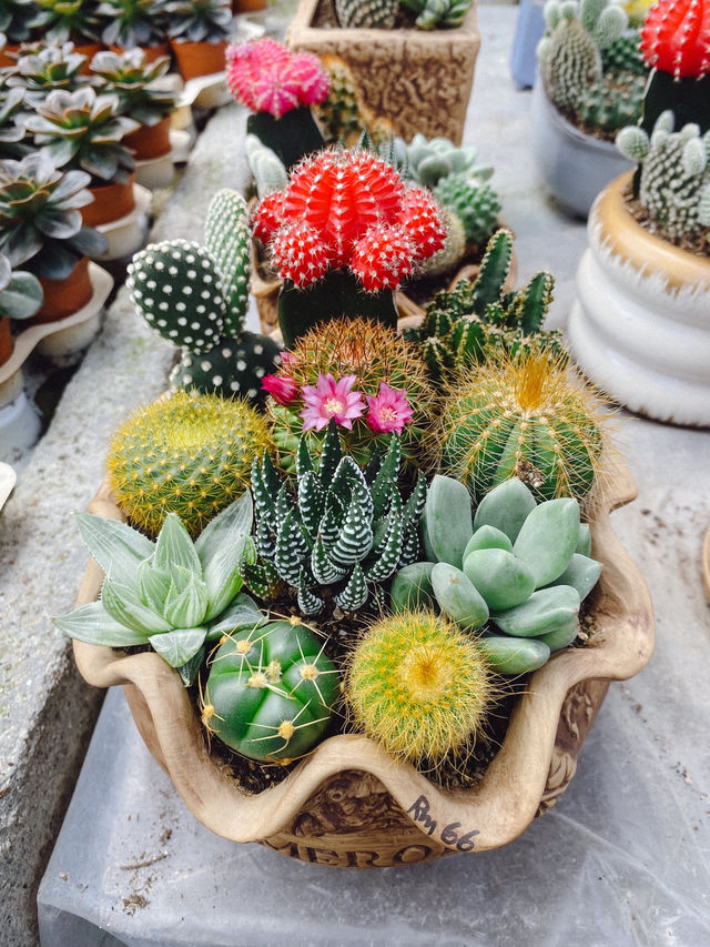 Little pricks heaven at Cactus Point 🌵