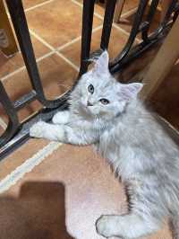 คาเฟ่แมวในซูโจว Cat twelve ถนน pingjiang 🇨🇳