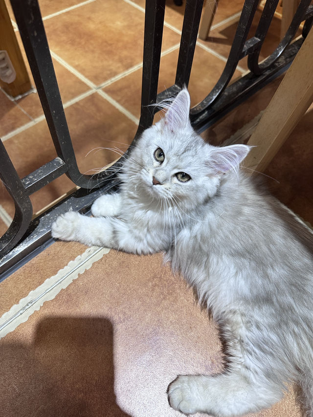 คาเฟ่แมวในซูโจว Cat twelve ถนน pingjiang 🇨🇳