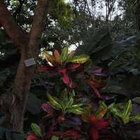 Brisbane City Botanic Gardens 🌿🌸